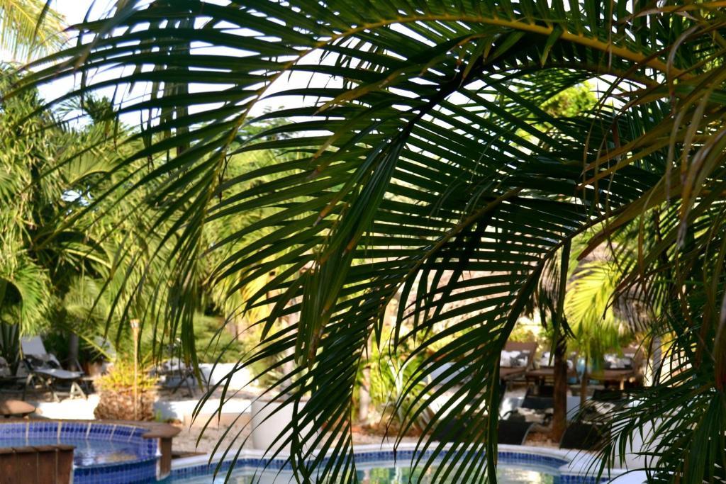 Bananas Apartments Adults Only Palm Beach Zewnętrze zdjęcie